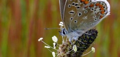 Monitoringsverslag vlinderidylle Bastion Veere